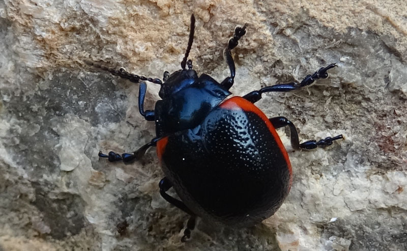 Chrysomelidae: maschio di Chrysolina rossia